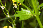 Garden yellowrocket